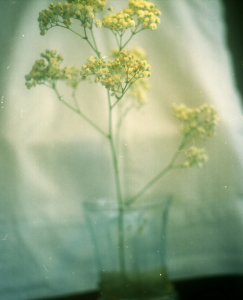 babys breath