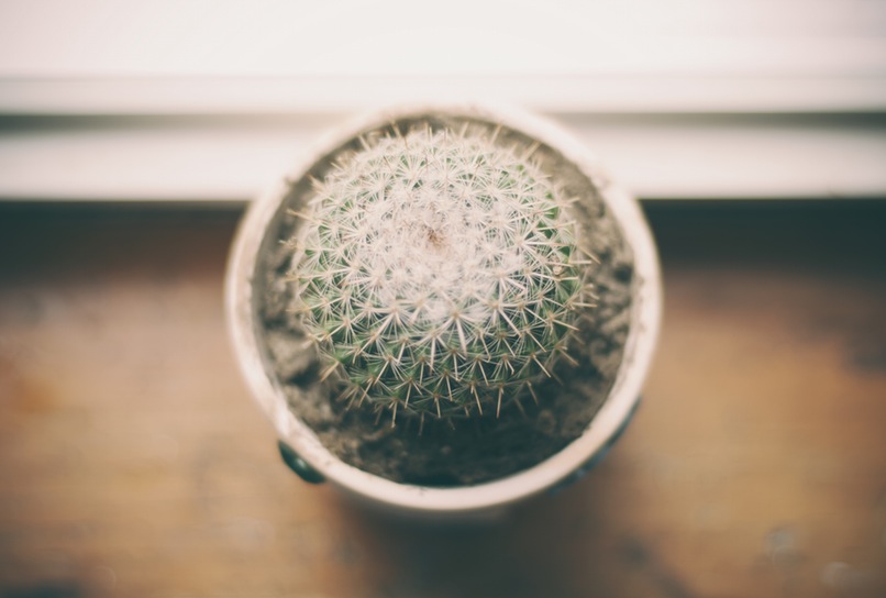Cactus in Office 