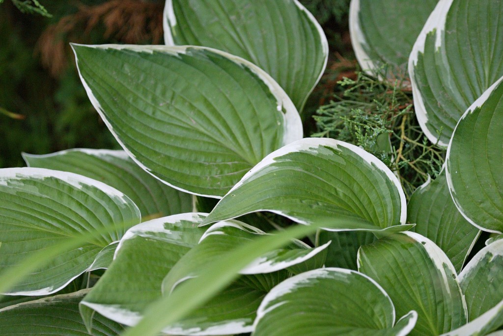 Hosta 