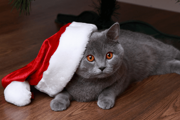 funny christmas card photo ideas with cats