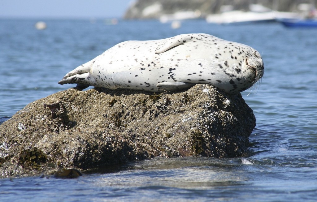 Seal